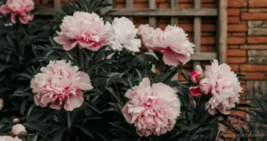 What is the Foliage Color Changes of a Peony?