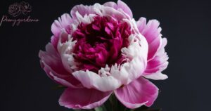 What Is the Landscape Uses for a Peony?