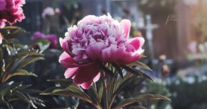 What Is The Sunlight Of A Peony?