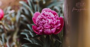 What is the Water Requirements of a Peony?