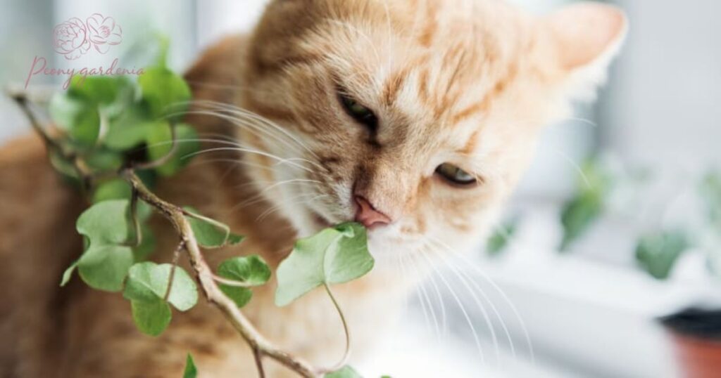 What to Do If Your Cat Eats Peonies?