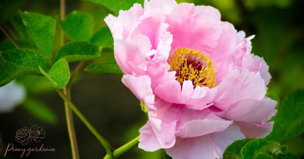 When to Position Peonies for Maximum Impact