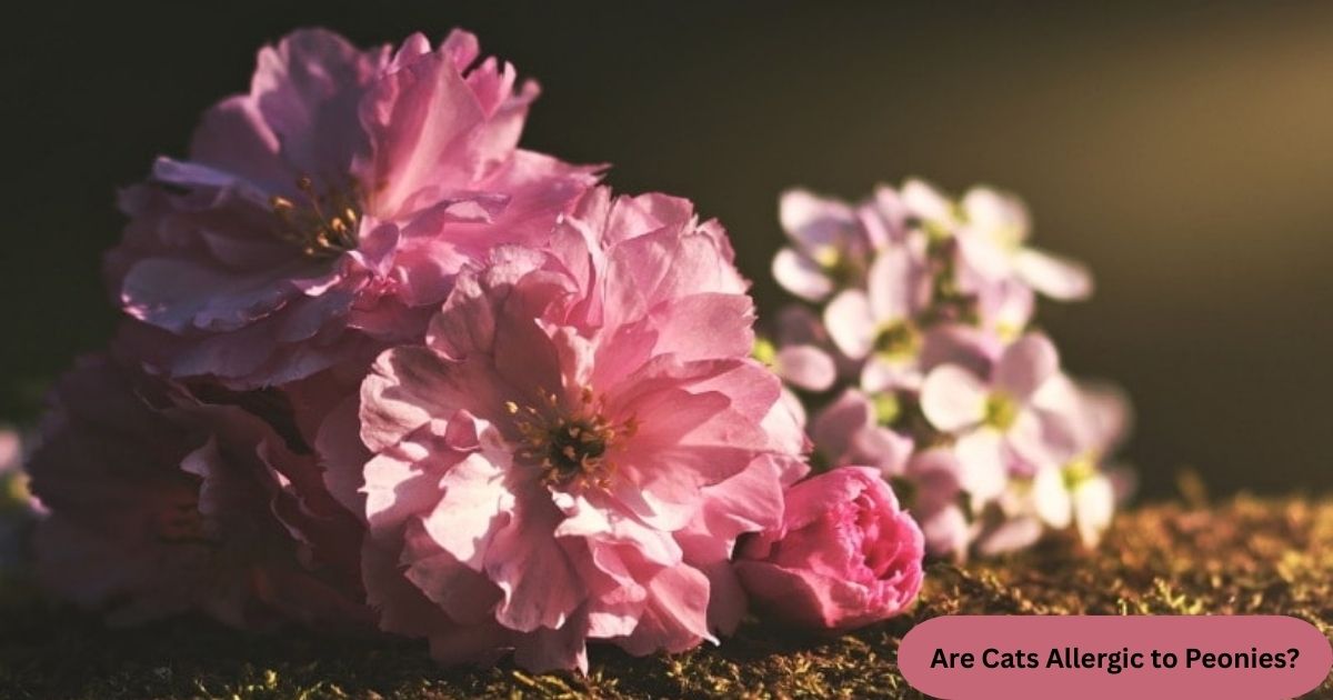 Are Cats Allergic to Peonies?