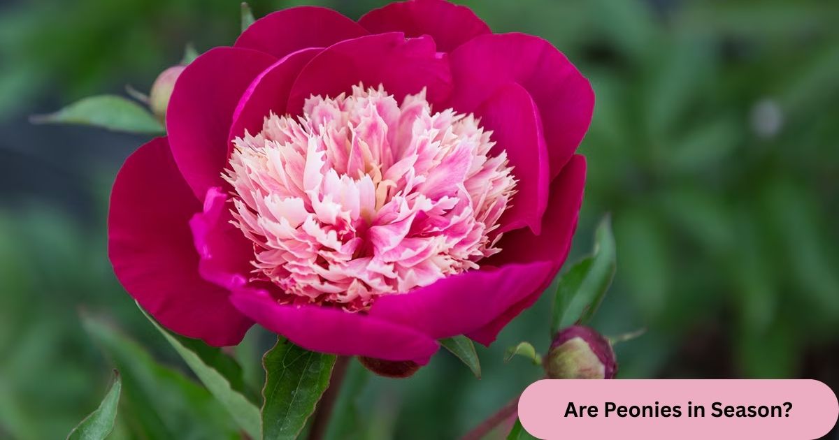 Are Peonies in Season?