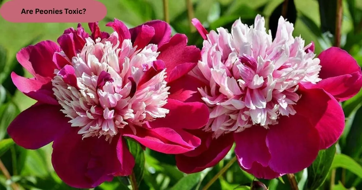 Are Peonies Toxic