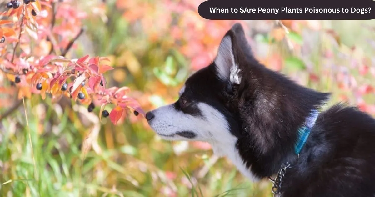 Are Peony Plants Poisonous to Dogs?
