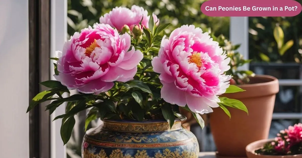 Can Peonies Be Grown in a Pot?