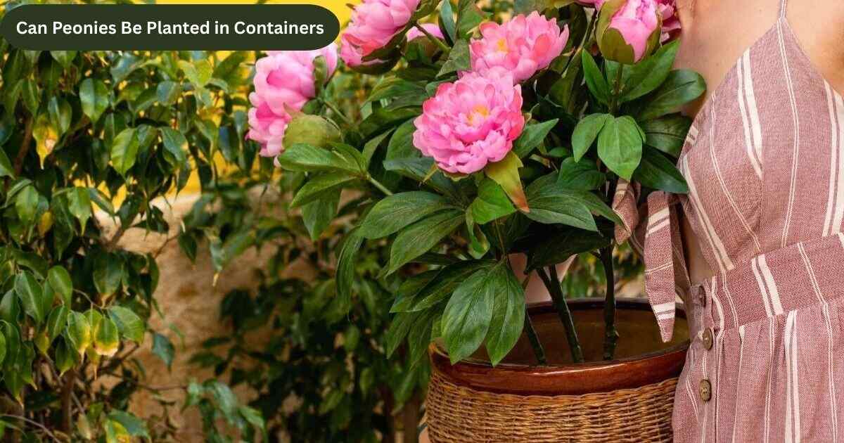 can peonies be planted in containers