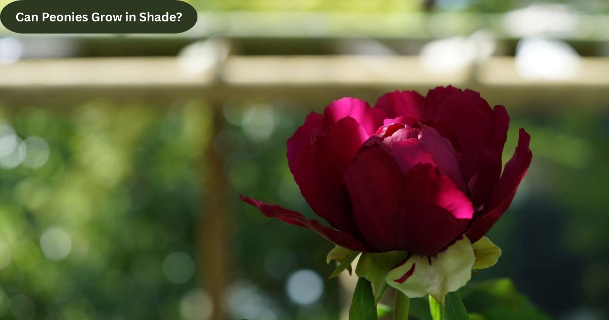 can peonies grow in shade