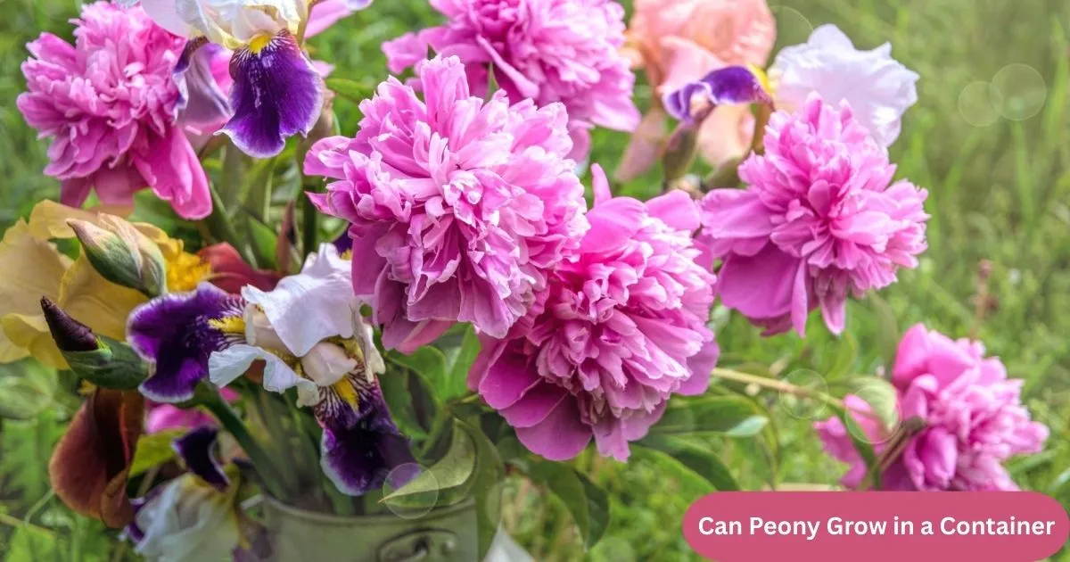 can you grow peonies in containers