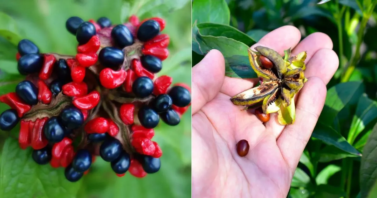 How to Collect Peony Seeds
