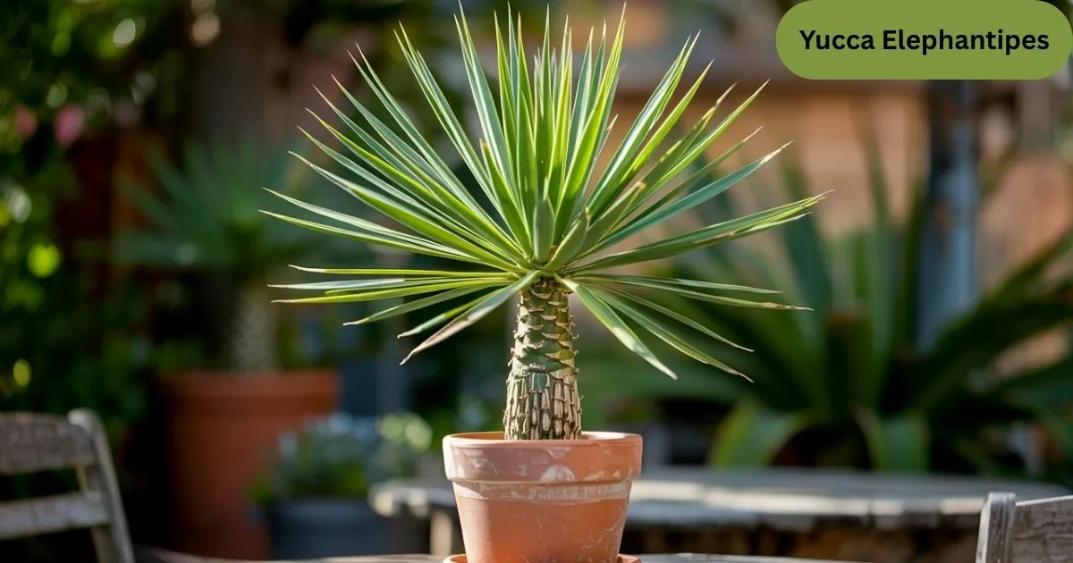 Yucca Elephantipes