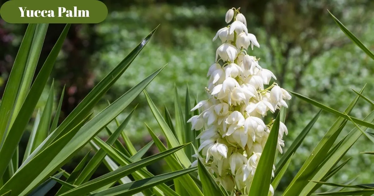 Yucca Palm