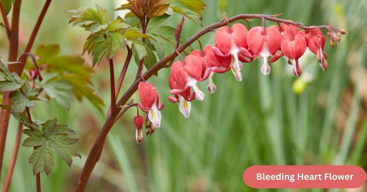 Bleeding Heart Flower