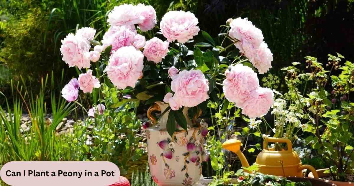 Can I Plant a Peony in a Pot
