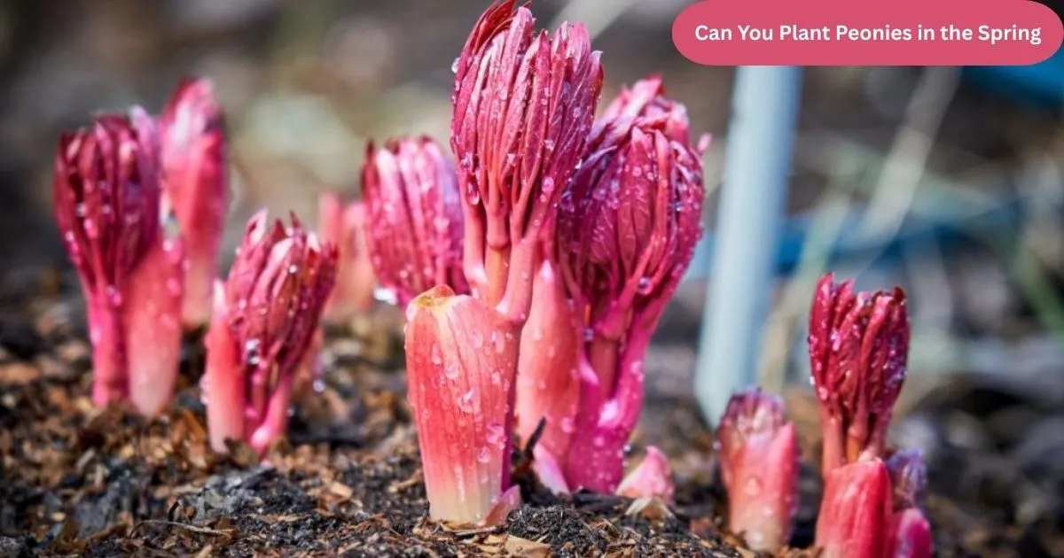 Can You Plant Peonies in the Spring