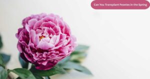 Can You Transplant Peonies in the Spring