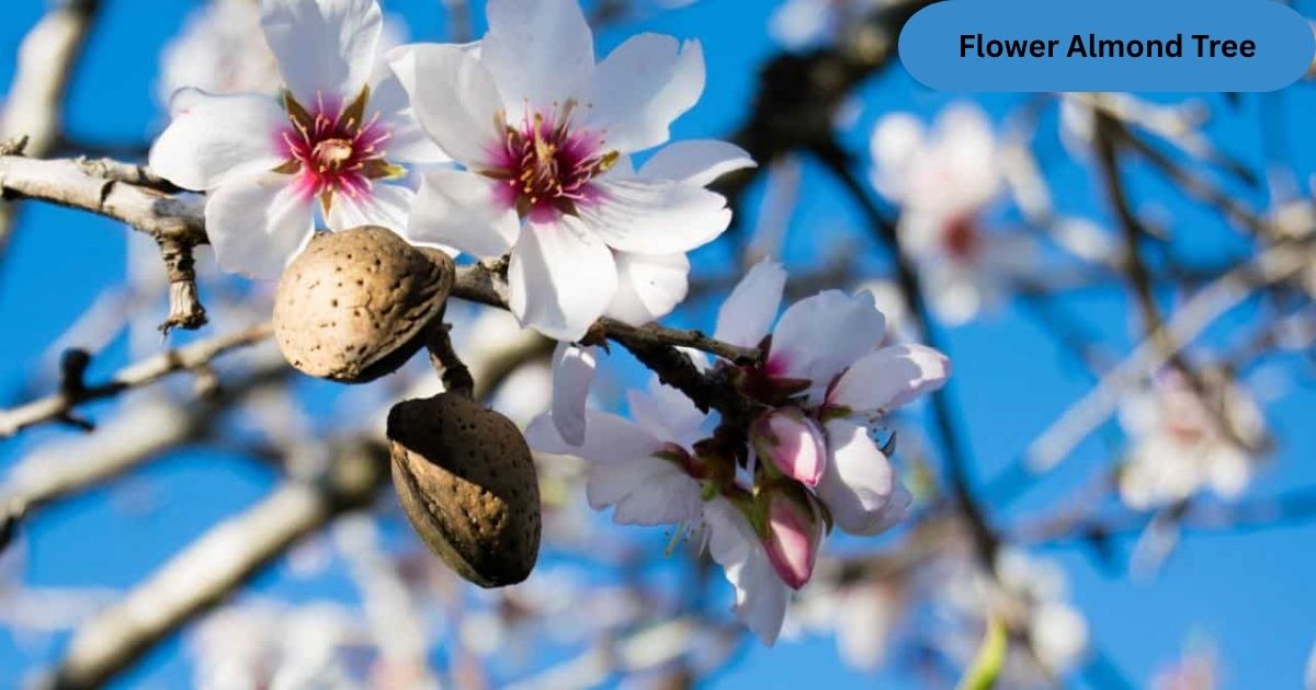 Flower Almond Tree