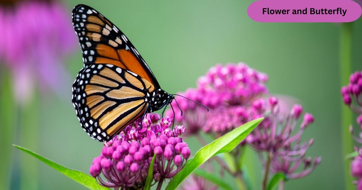 Flower and Butterfly