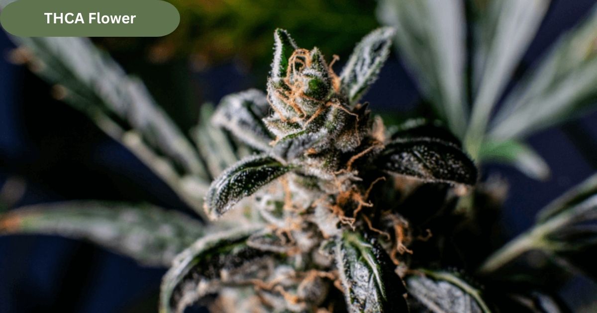 THCA Flower