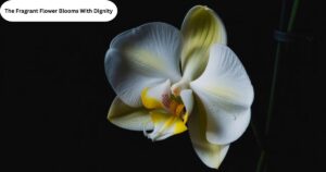 The Fragrant Flower Blooms With Dignity