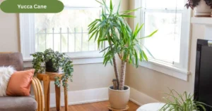 Yucca Cane