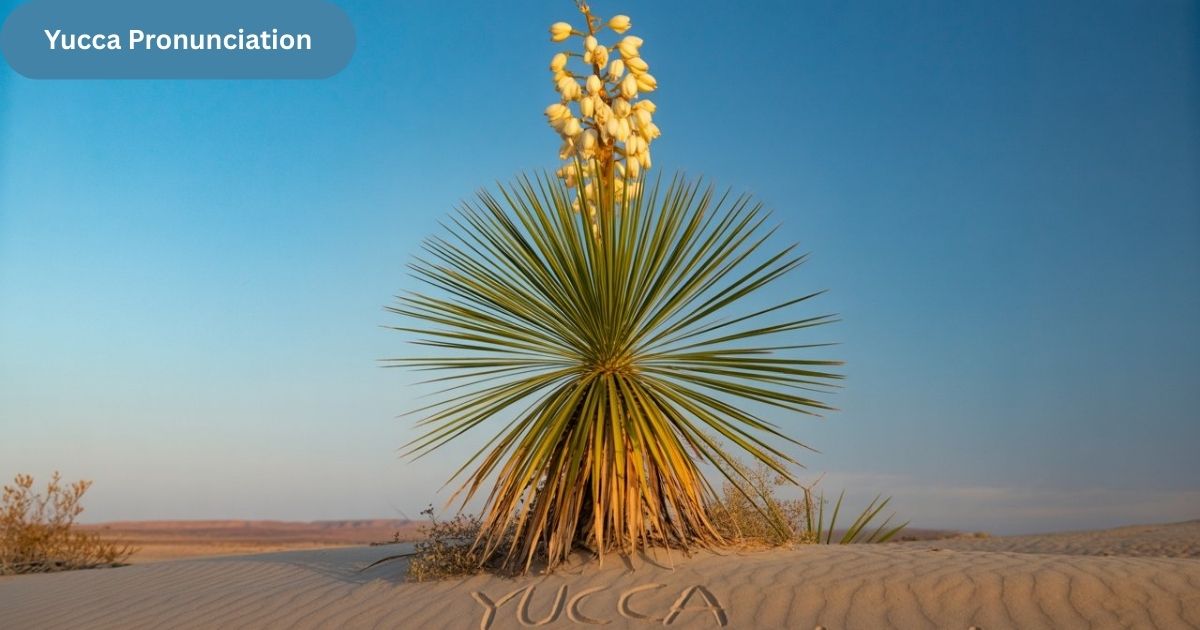 Yucca Pronunciation