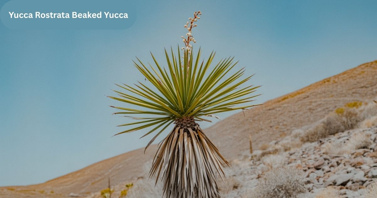 Yucca Rostrata Beaked Yucca